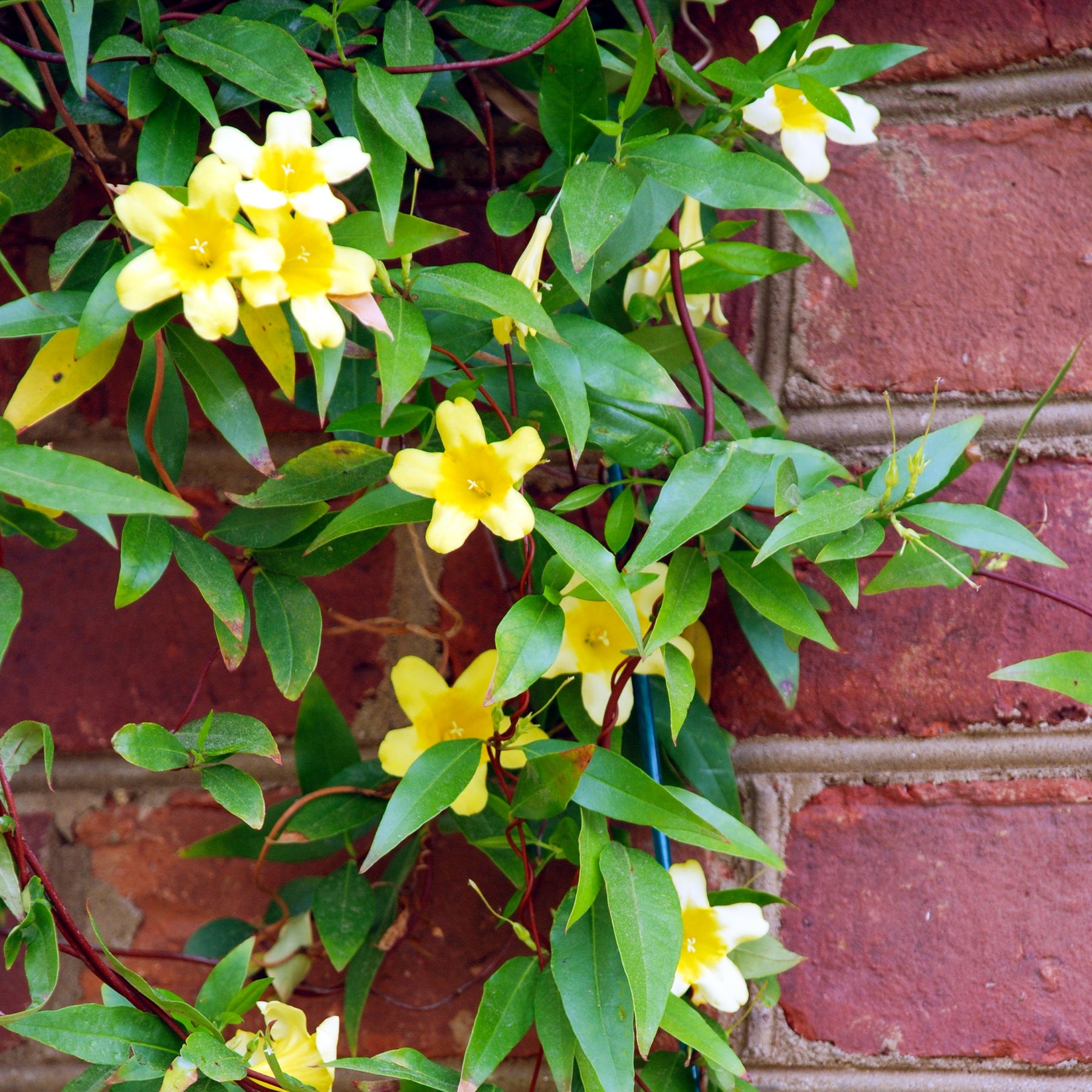 Gelsemium sempervirens - Gelsemium sempervirens - Jasmins