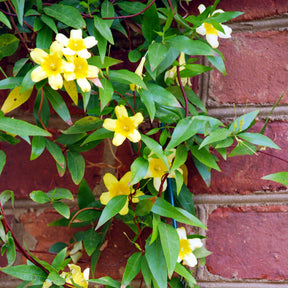 Gelsemium sempervirens - Gelsemium sempervirens - Jasmins