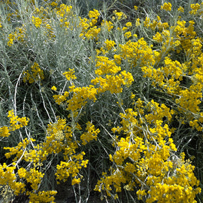Plantes vivaces aromatiques - Herbe à curry - Helichrysum italicum subsp. serotinum