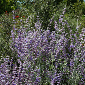 Perovskia Little Spire ® - Perovskia atriplicifolia Little Spire - Willemse