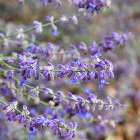 Perovskia atriplicifolia Little Spire - Perovskia Little Spire ® - Sauges