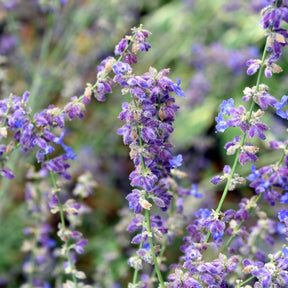 Vente Perovskia Little Spire ® - Perovskia atriplicifolia Little Spire
