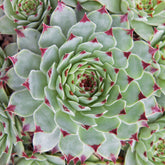 Joubarbe Chick Charms ® Mint Marvel - Sempervivum - Willemse