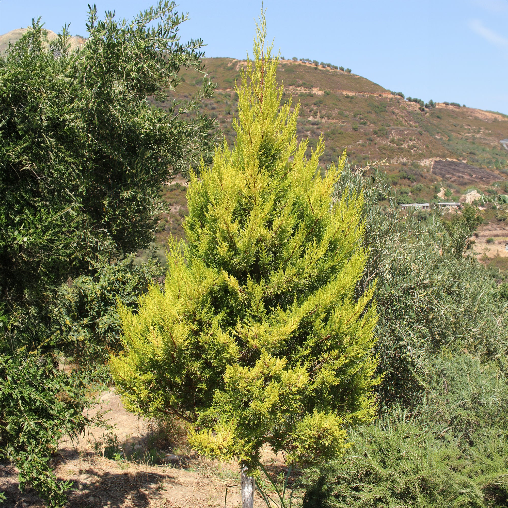 Cupressus Goldcrest Wilma - Cupressus macrocarpa Goldcrest Wilma - Willemse