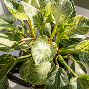 Philodendron white wave - Philodendron Monstera White Wave - Philodendron