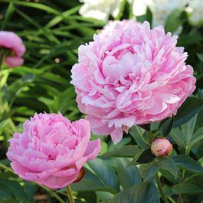 Trio de Pivoines rose et rouge  -  - Willemse