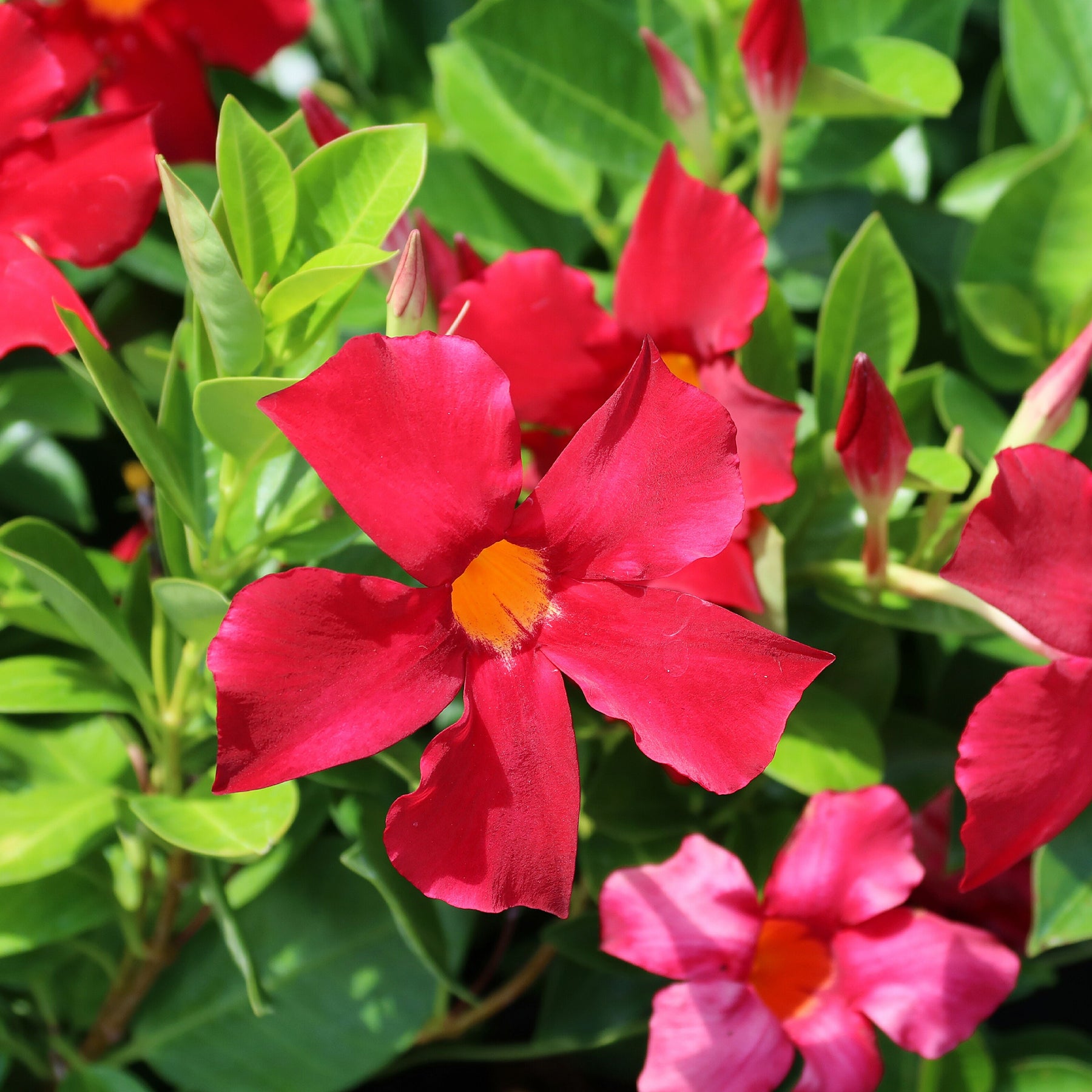 Jasmin du Brésil - Dipladenia pyramide rouge - Mandevilla - Willemse