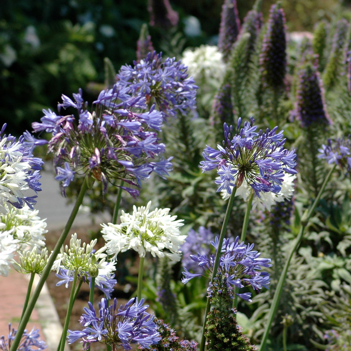 3 Agapanthes violettes et blanche en mélange - Agapanthus - Willemse