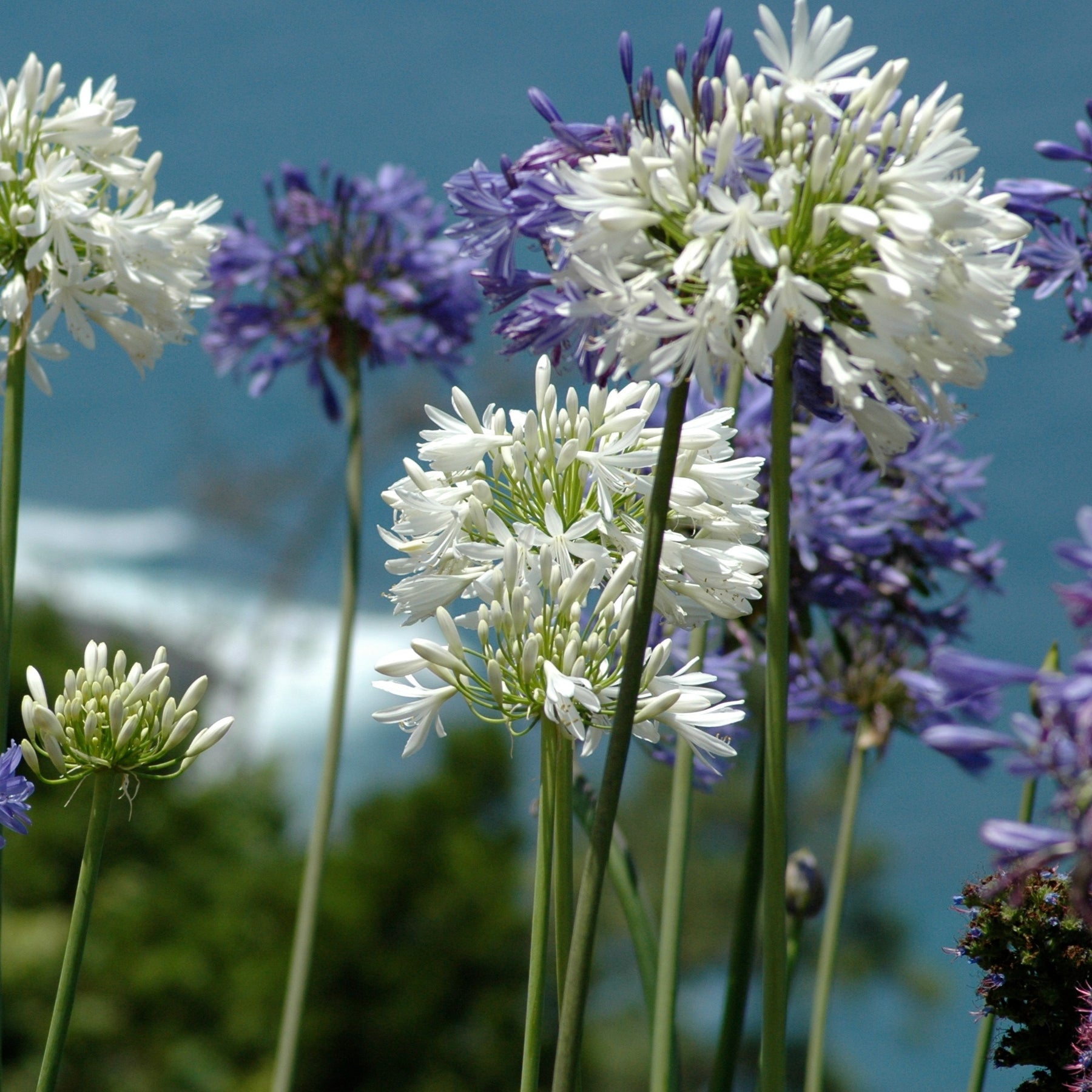 Agapanthus - 3 Agapanthes violettes et blanche en mélange - Agapanthes