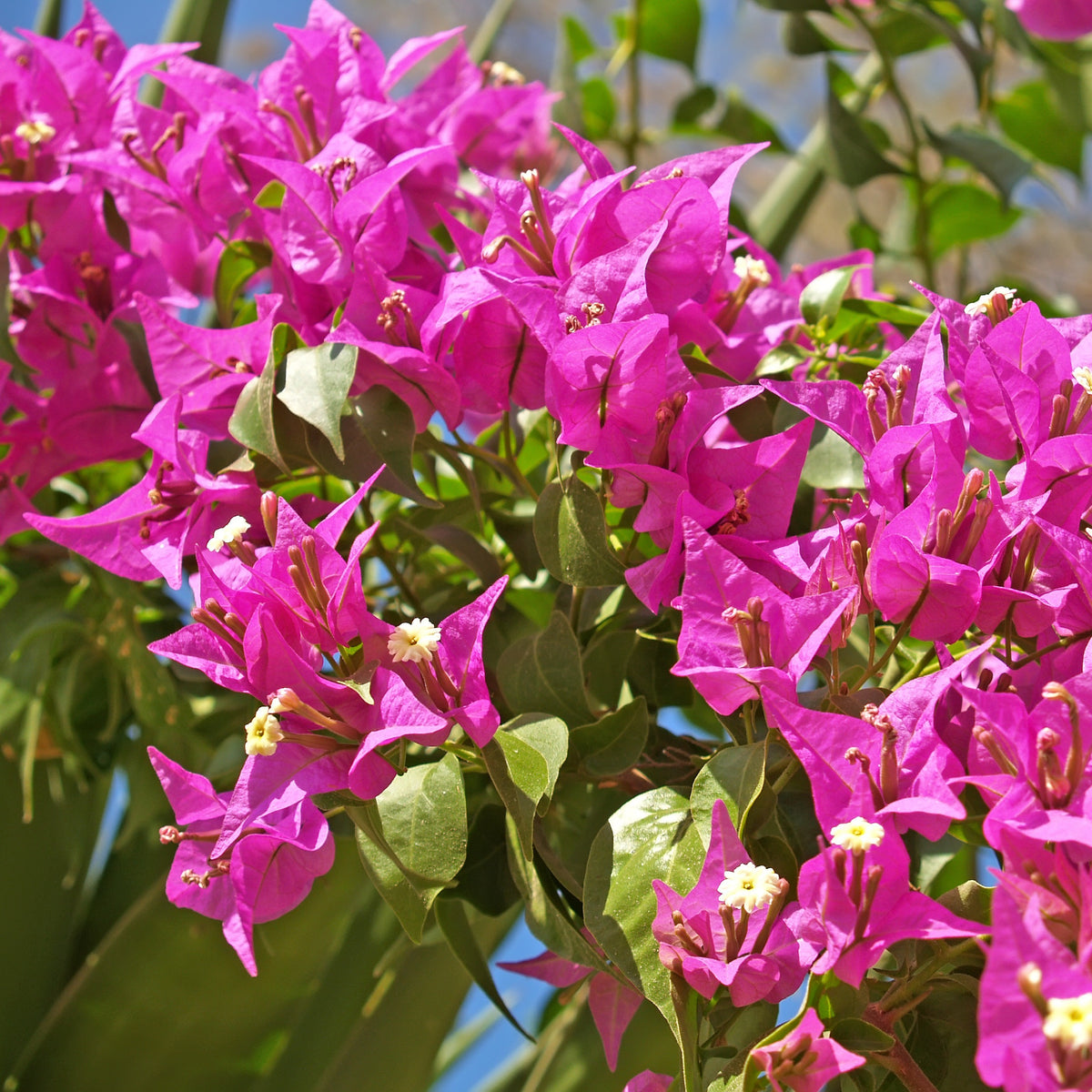 Bougainvillier Vera Deep Purple - Willemse