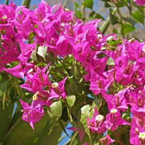 Bougainvillier Vera Deep Purple - Willemse