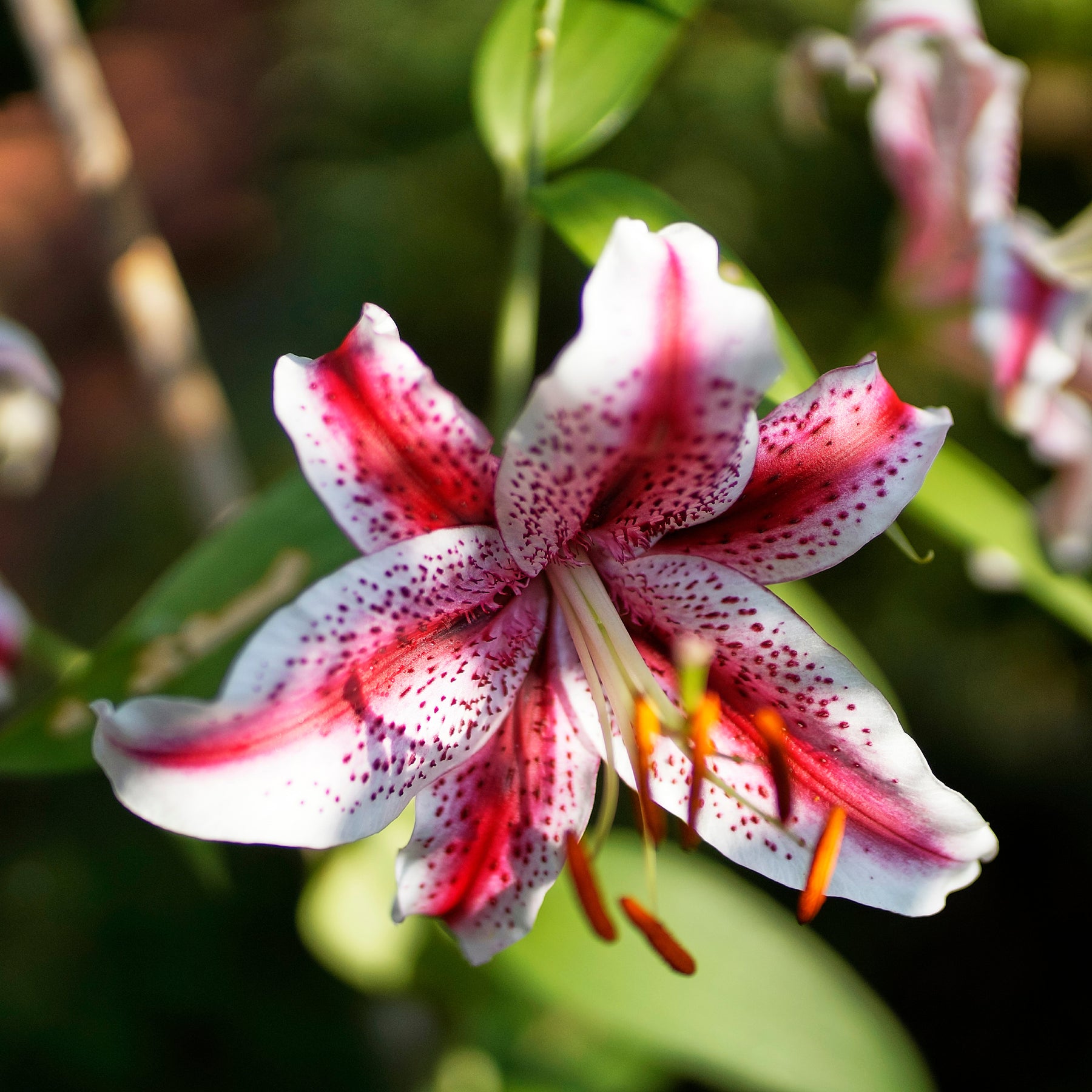 2 Lys Oriental Star Gazer - Lilium Star Gazer - Willemse