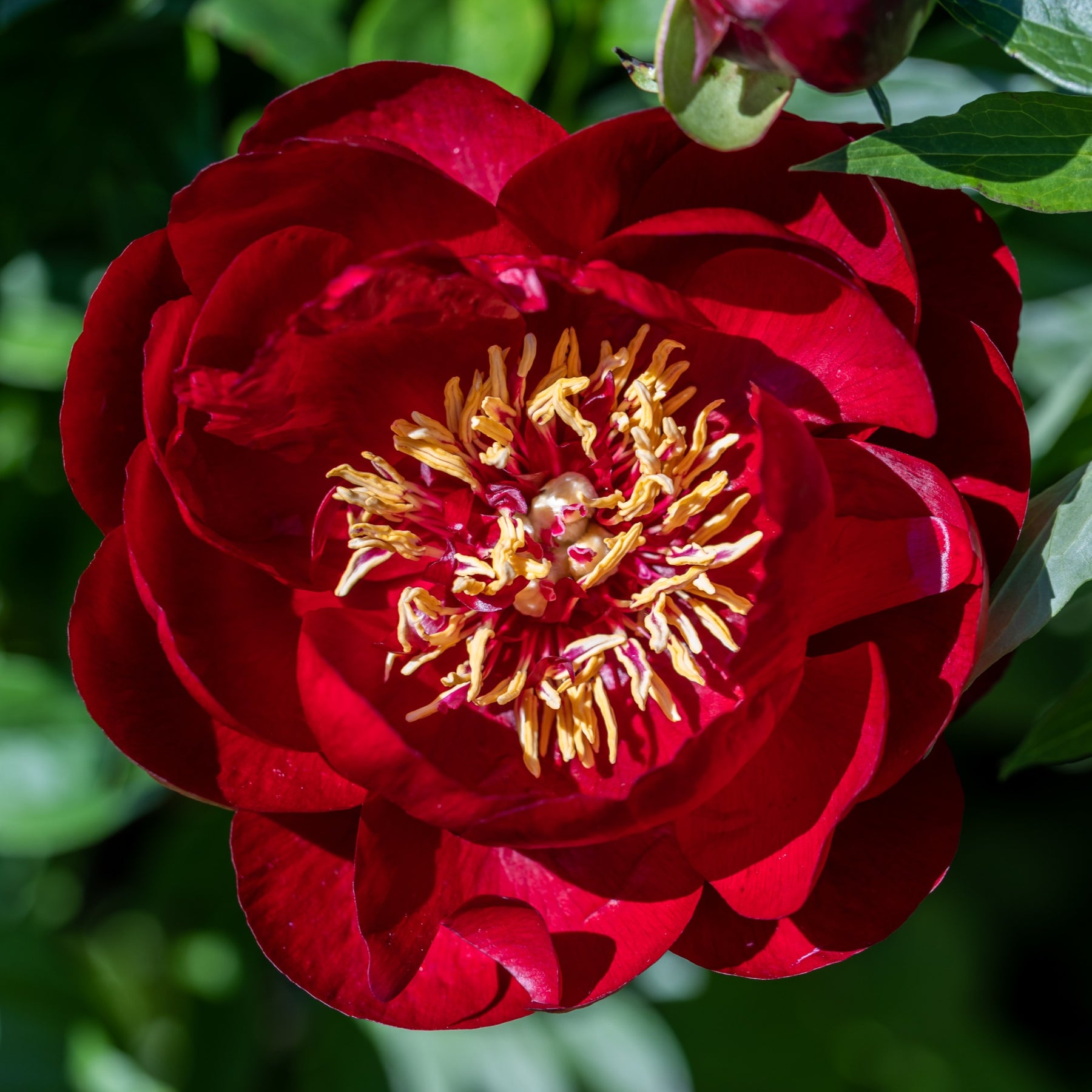 Pivoine Bella - Paeonia lactiflora 'bella' - Willemse