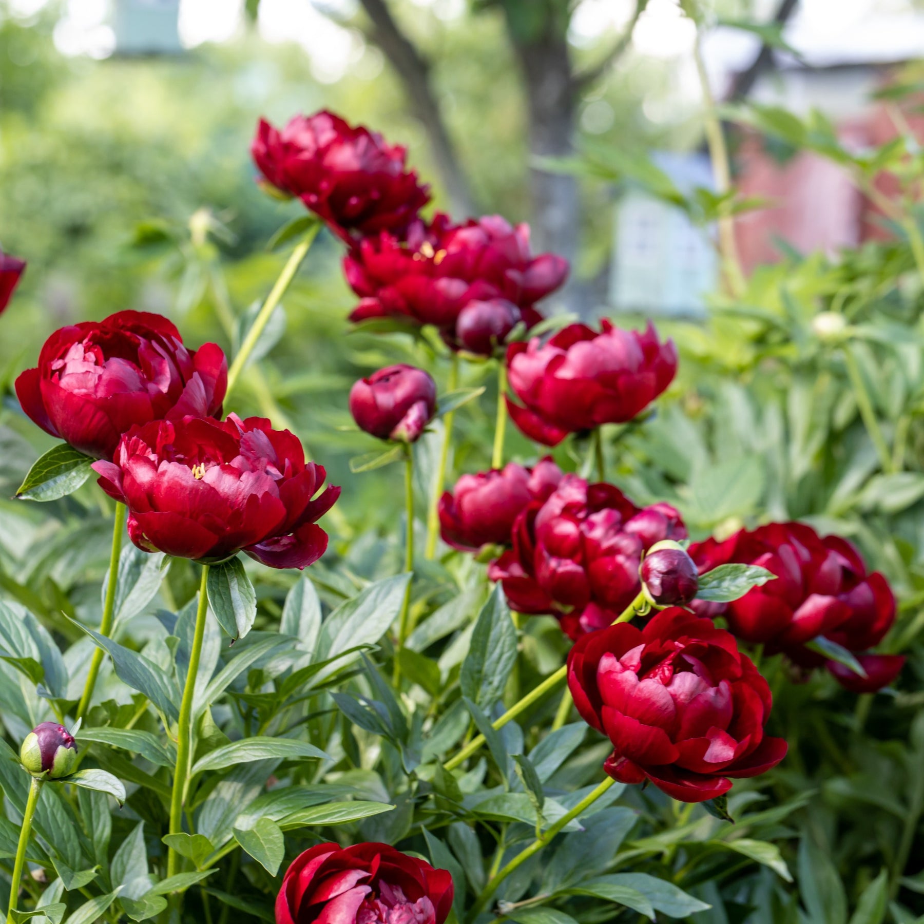 Paeonia lactiflora 'bella' - Pivoine Bella - Pivoines