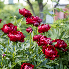 Paeonia lactiflora 'bella' - Pivoine Bella - Pivoines