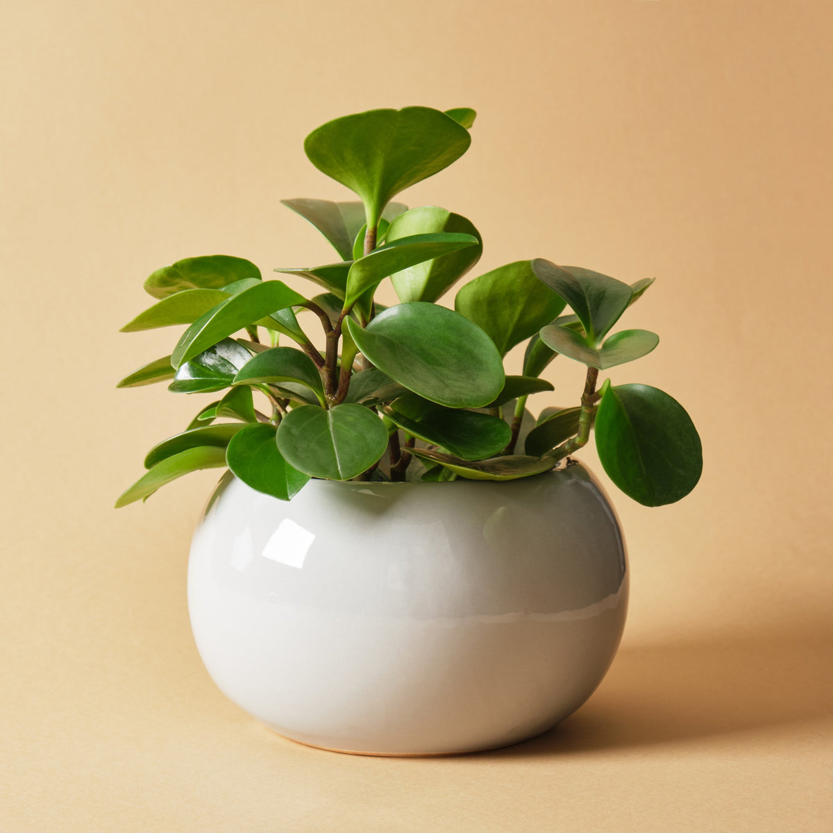 Peperomia obtusifolia - Willemse