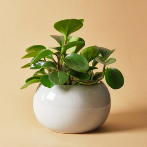 Peperomia obtusifolia - Willemse