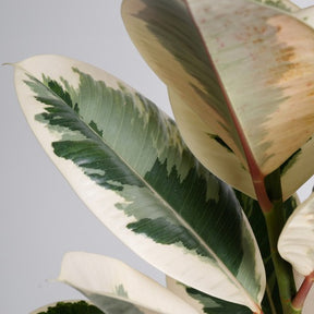 Ficus elastica Tineke - Caoutchouc Tineke - Plantes vertes