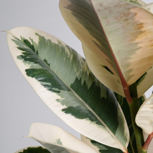 Ficus elastica Tineke - Caoutchouc Tineke - Plantes vertes
