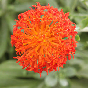 Séneçon Helenium - Senecio cephalophorus - Willemse