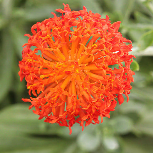 Séneçon Helenium - Senecio cephalophorus - Willemse