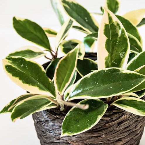 Plante de cire - Hoya carnosa Krimson Queen - Willemse