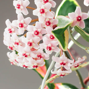 Hoya carnosa Krimson Queen - Plante de cire - Hoya