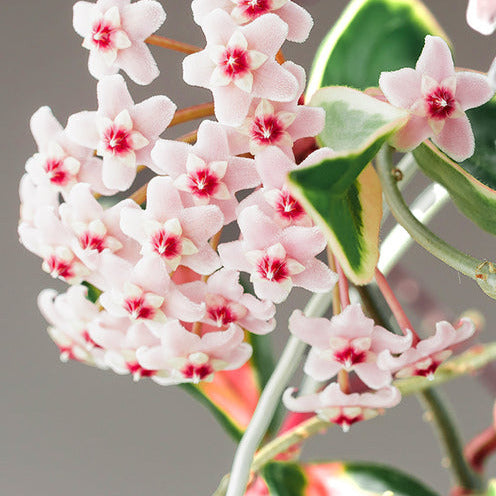 Hoya carnosa Krimson Queen - Plante de cire - Hoya