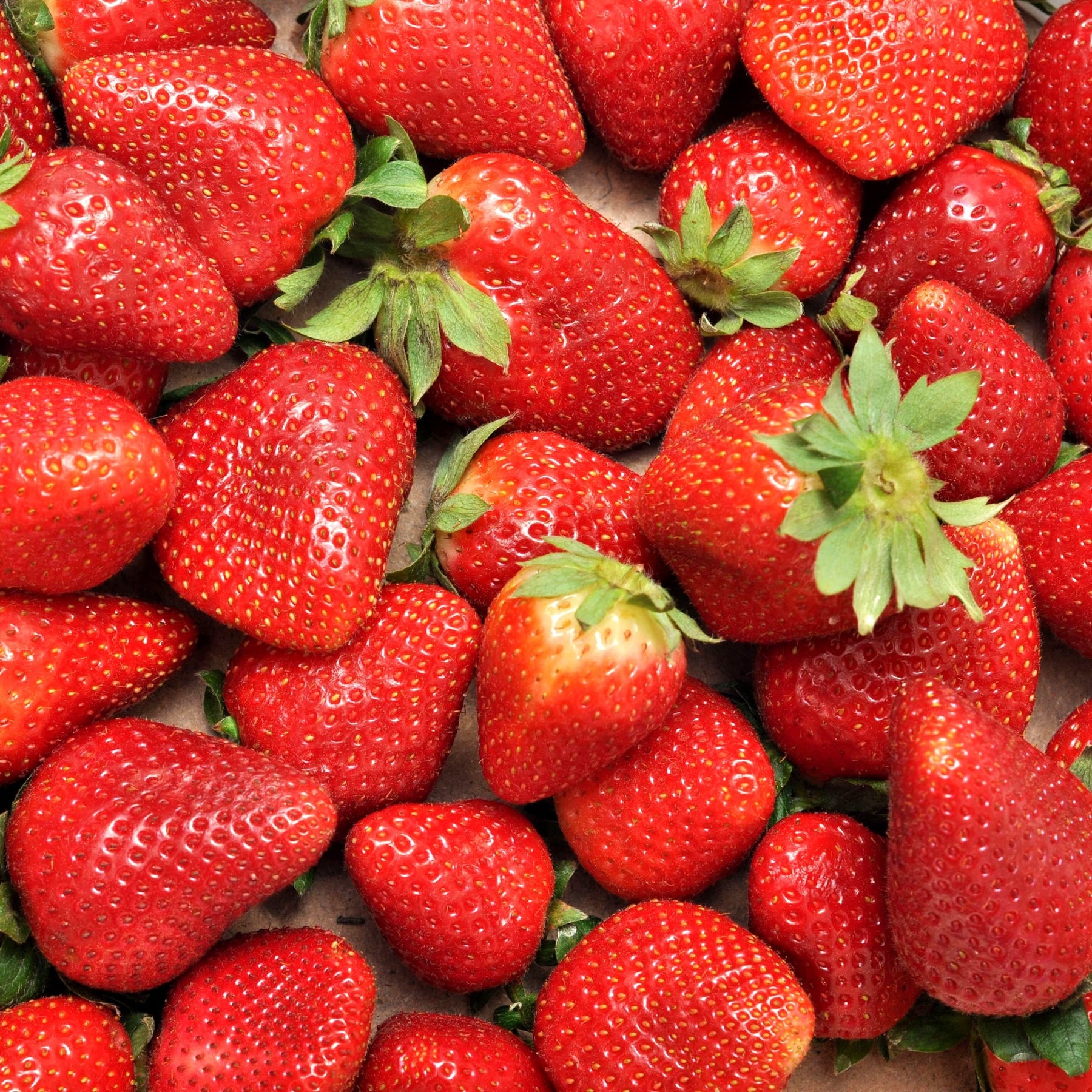 Fragaria x ananassa Charlotte - Fraisier remontant Charlotte - Fraisiers