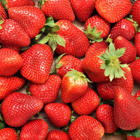 Fragaria x ananassa Charlotte - Fraisier remontant Charlotte - Fraisiers