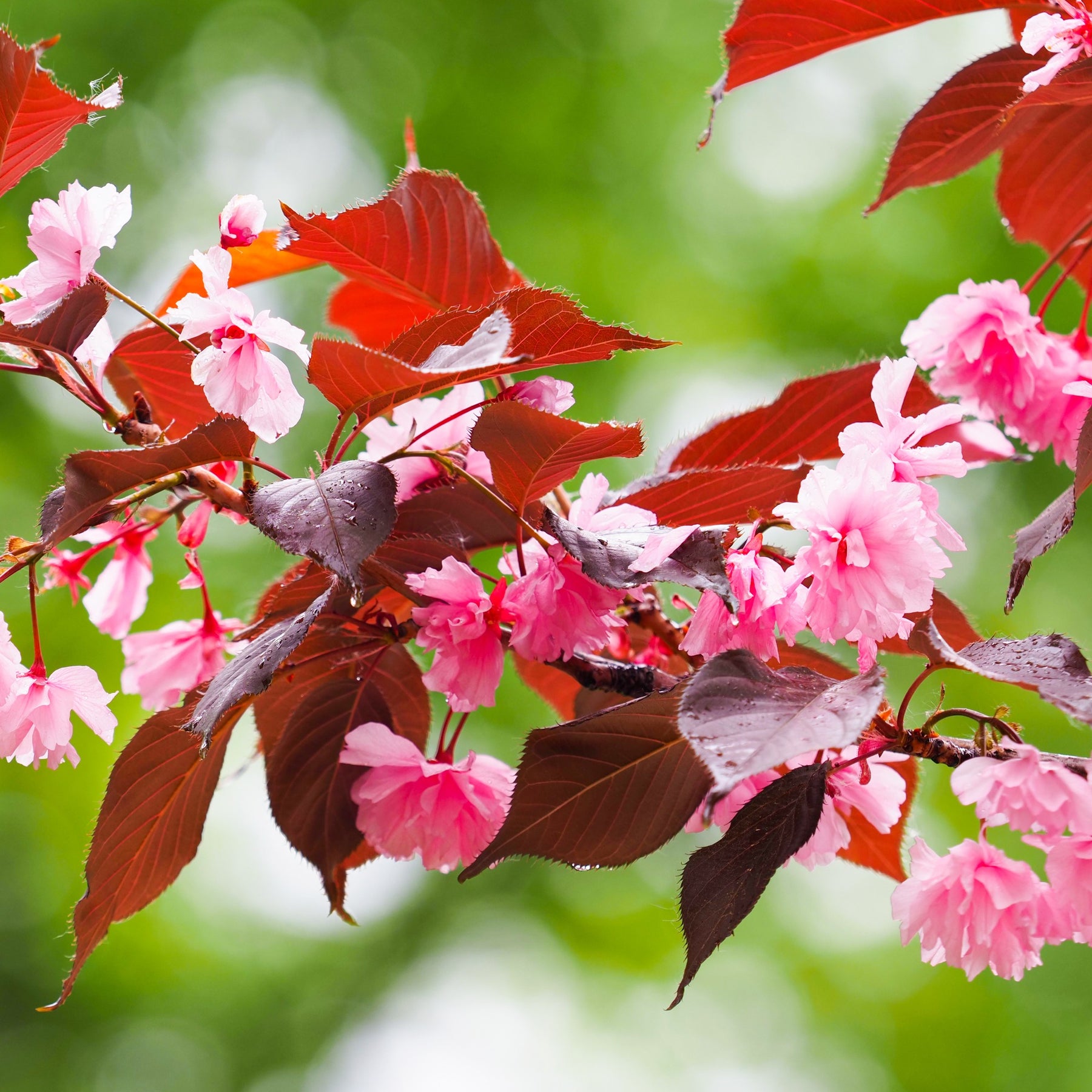 Prunus Royal Burgundy - Prunus serrulata Royal Burgundy - Willemse