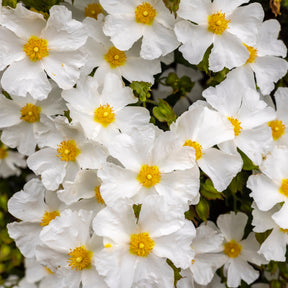 Ciste - Ciste des Corbières - Cistus corbariensis