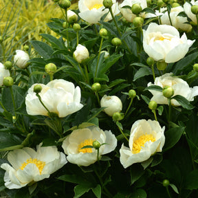 Paeonia lactiflora Jan Van Leeuwen - Pivoine Jan Van Leeuwen - Pivoines