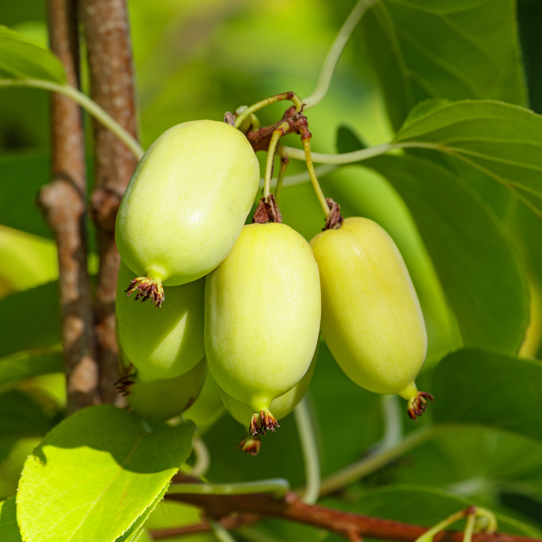 Vente Kiwi d'ornement panaché