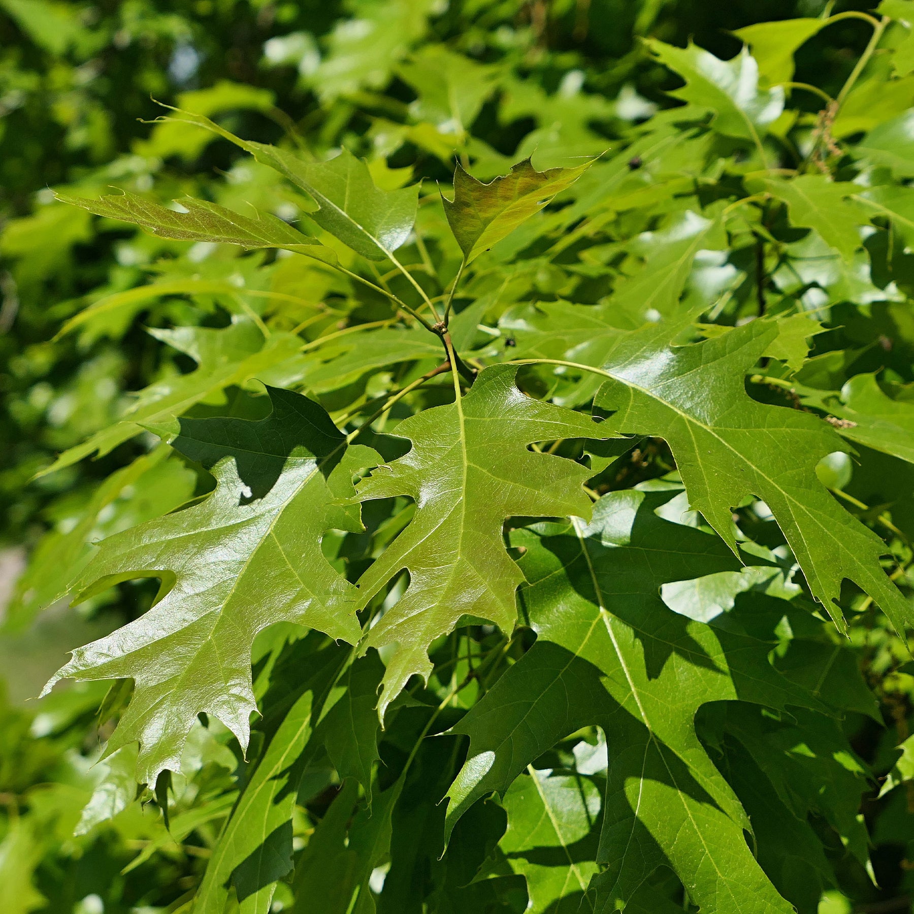 Quercus rubra - Chêne rouge d'Amérique - Chêne