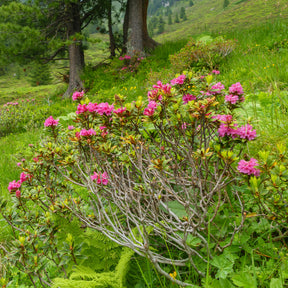 Azalée du Japon Lilac Surprise - Azalea japonica Lilac Surprise  - Willemse