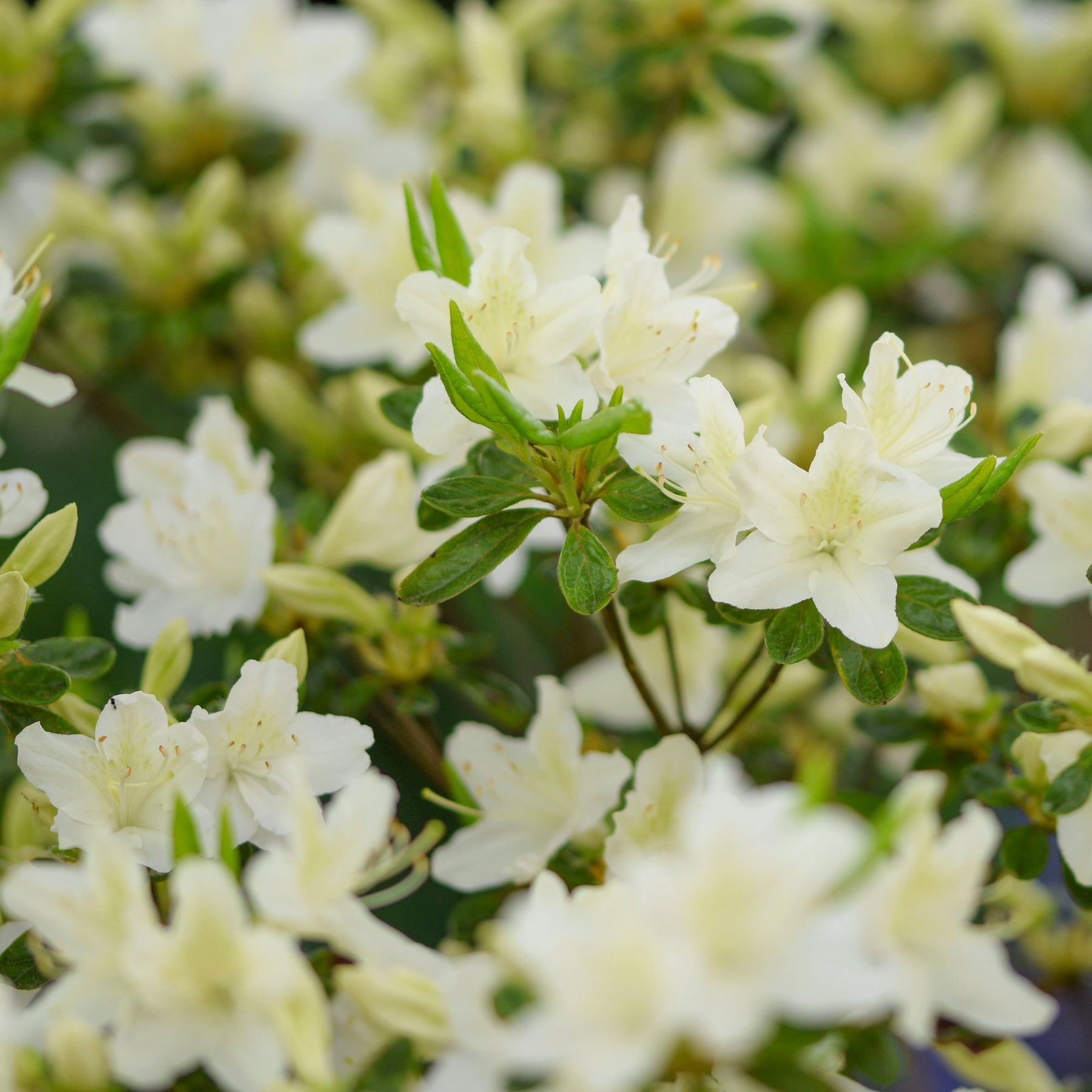 Azalée du Japon White Surprise - Willemse