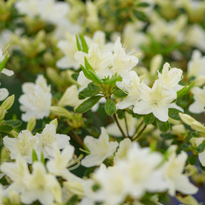 Azalée du Japon White Surprise - Willemse