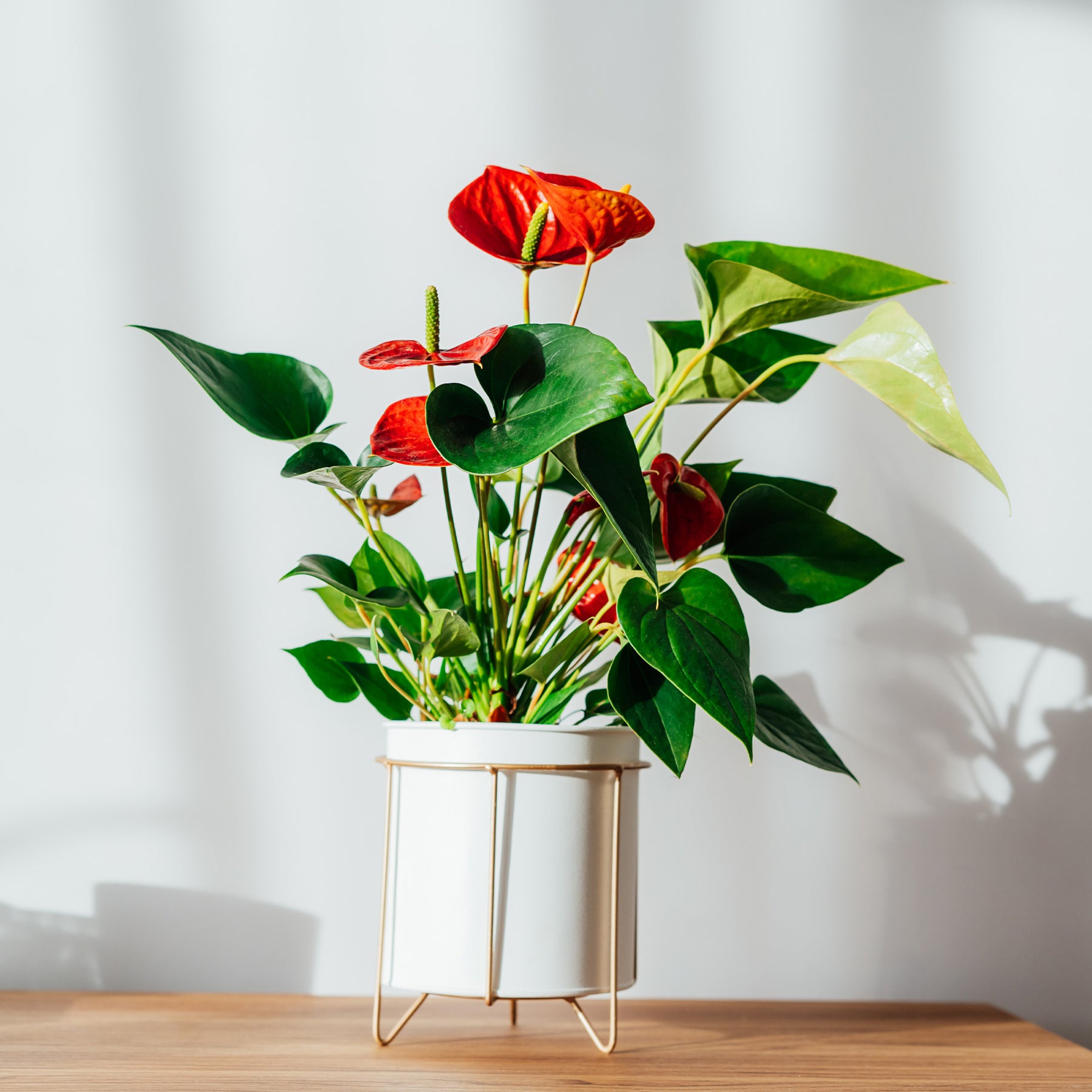 Anthurium Royal Champion - Anthurium rouge - Plantes fleuries