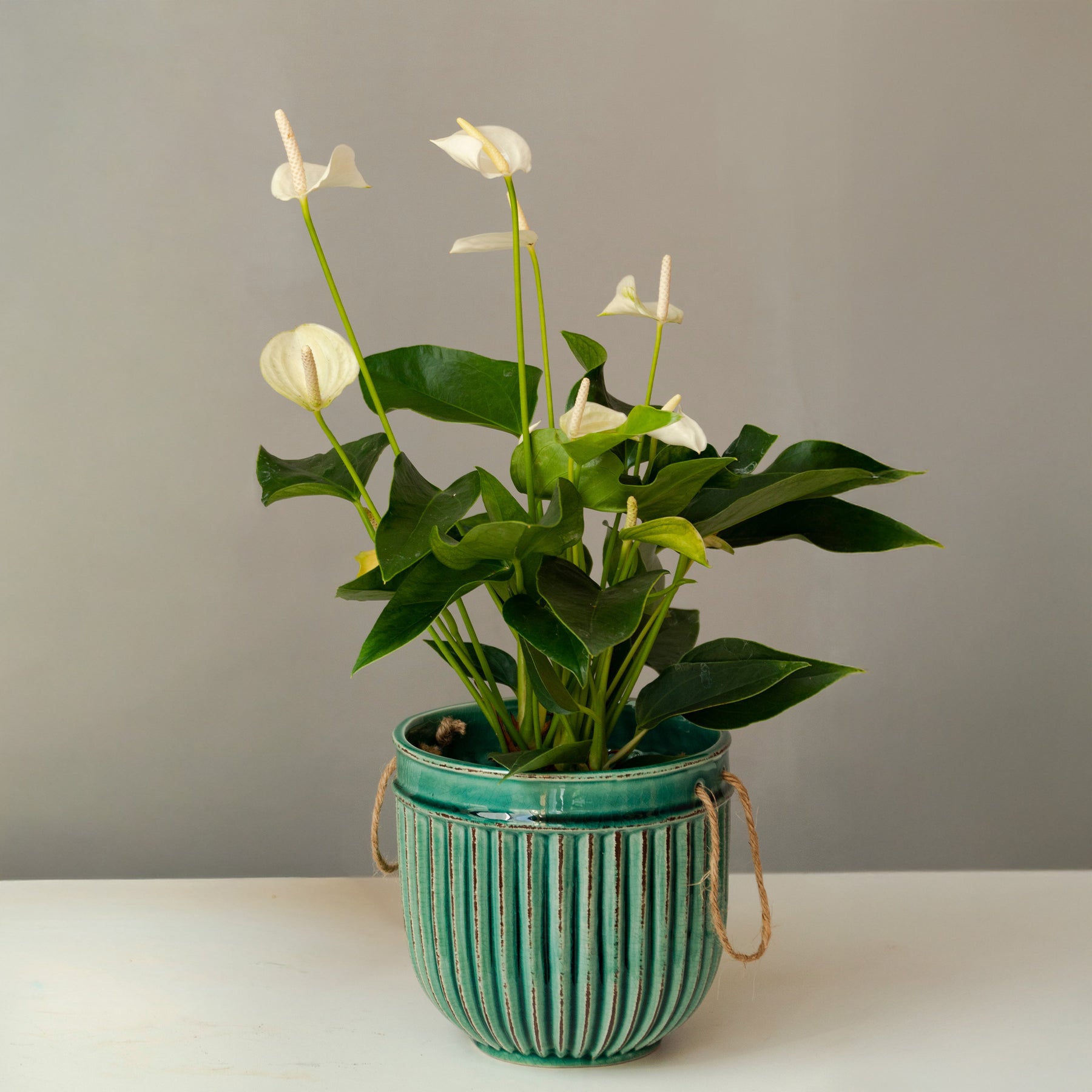 Anthurium White Champion - Anthurium blanc - Plantes fleuries