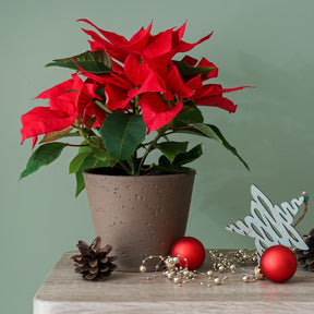 Poinsettia Rouge - Willemse