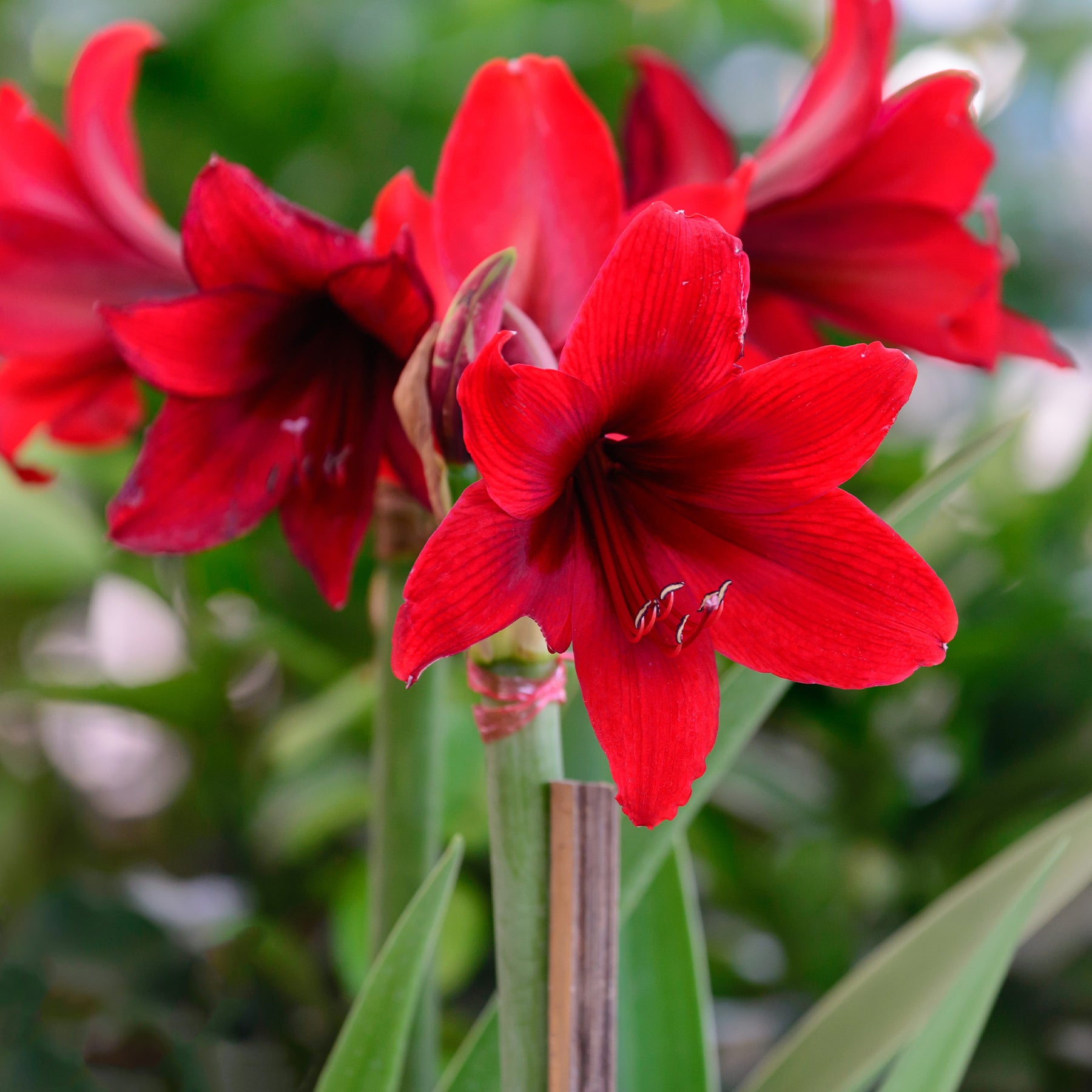 Plantes fleuries - Wax Amaryllis  Gloss X Mas Red - Amaryllis Gloss X Mas Red