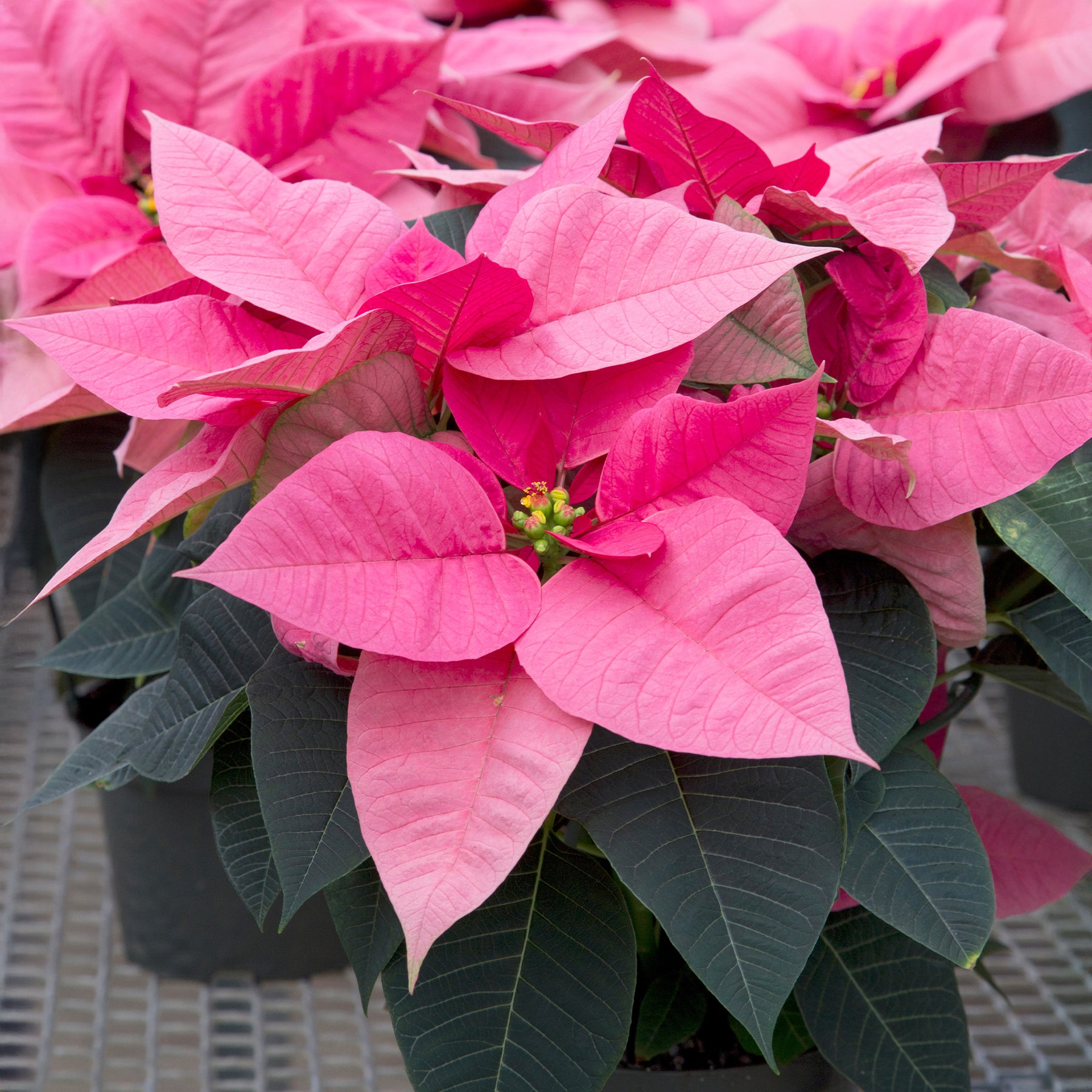 Euphorbia pulcherrima pink - Poinsettia Rose - Plantes fleuries