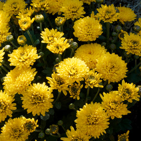 Chrysanthème strié jaune et orange - Willemse