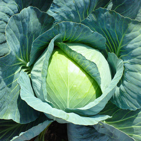 Chou cabus Vestri F1 - Brassica oleracea capitata vestri f1 - Willemse