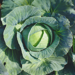 Choux pommés cabus - Chou cabus Vestri F1 - Brassica oleracea capitata vestri f1