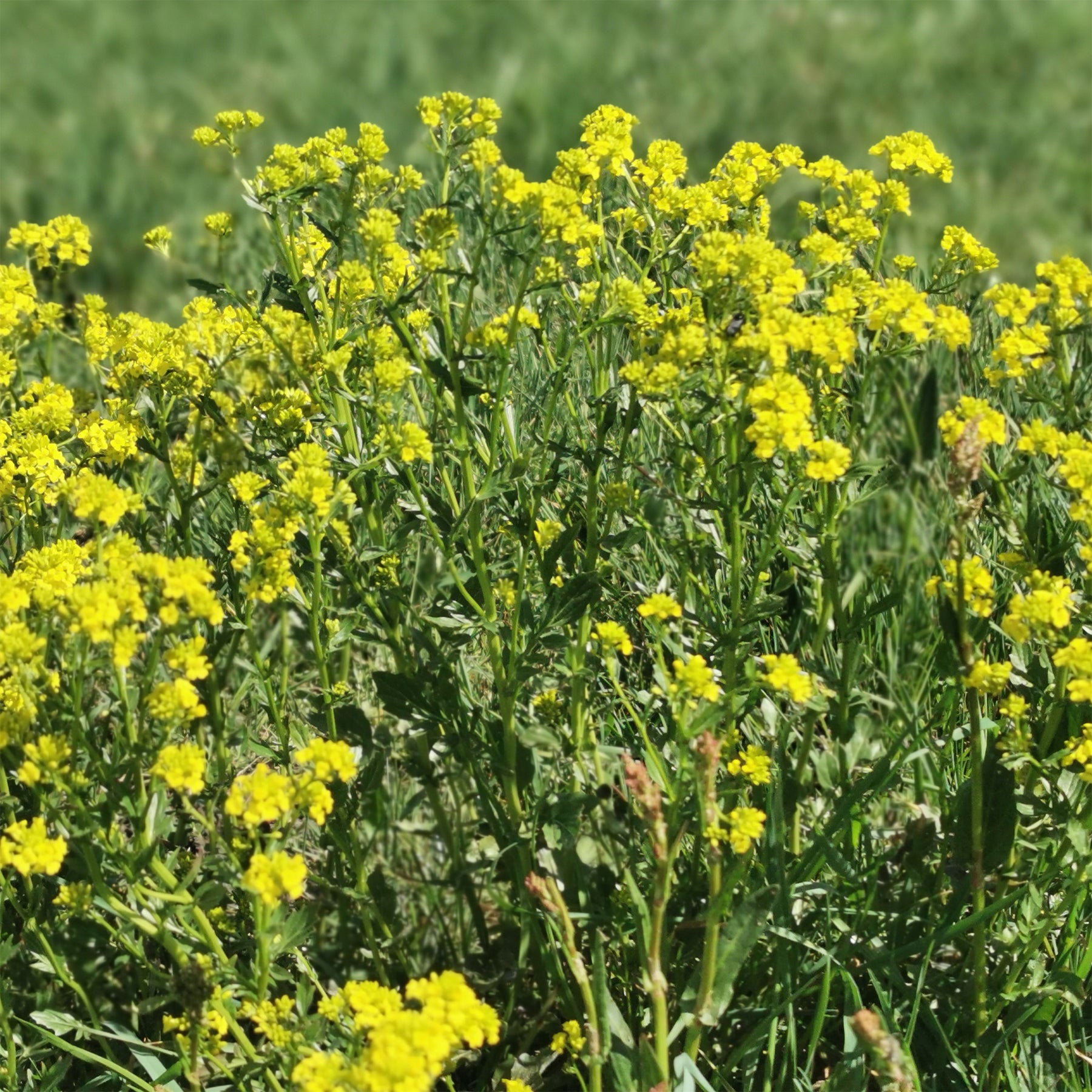 Barbarea verna - Cresson de jardin - Salades