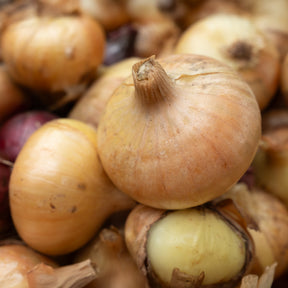 Oignon jaune Paille des Vertus - Allium cepa Paille des Vertus - Willemse