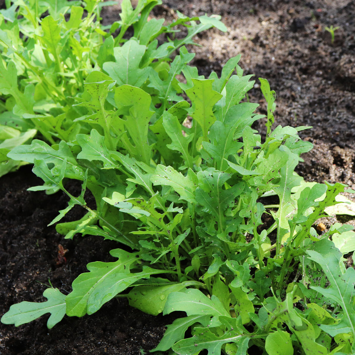 Roquette cultivée - Willemse