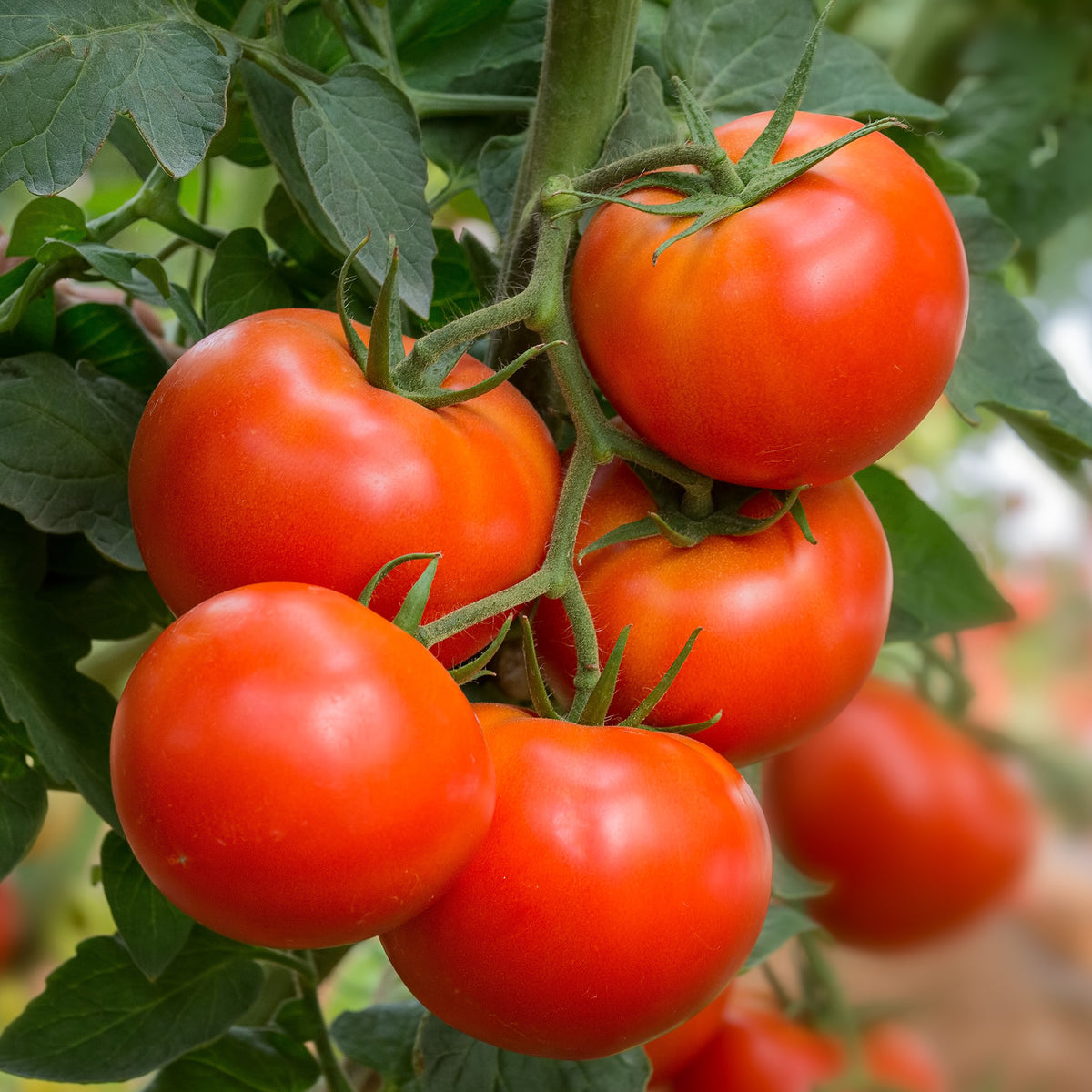 Tomate Beefmaster F1 - Willemse